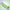 Cyclospora, Stool