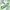 Vasoactive Intestinal Polypeptide (VIP)